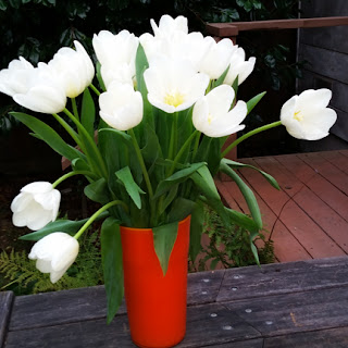 White tulips valentine's day