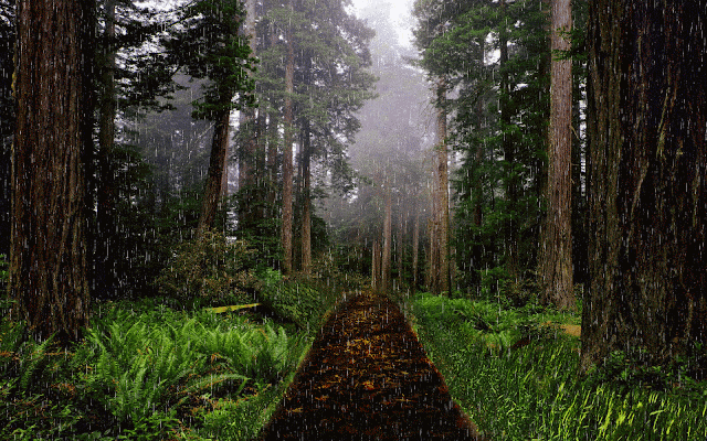 Preciosa imagen de la lluvia en el bosque.