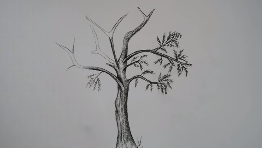 تعلم رسم شجرة بالرصاص خطوة بخطوة للمبتدئين تعلم الرسم