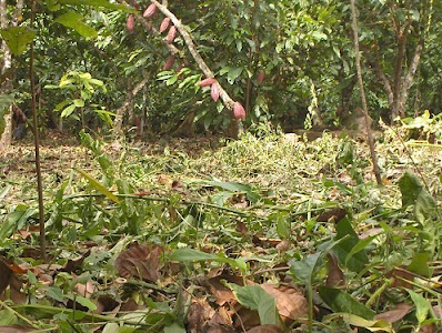 Coberturas vivas en suelo de parcela de cacao.