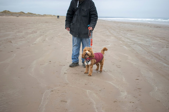 Red and white cockapoo puppy smiling whilst on the beach