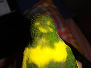 Budgie Mango's Smile