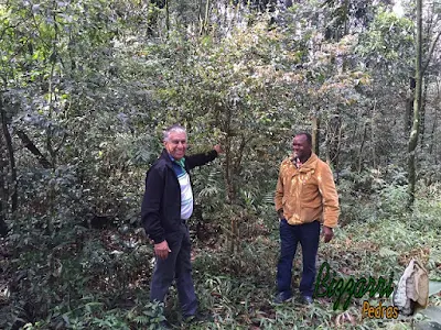 Bizzarri visitando um terreno em um condomínio em Mairiporã-SP com 14 mil m² onde vamos iniciar a execução de um projeto. Temos que usar a imaginação pois é uma área de mata nativa, um lugar lindo com muitas árvores de canela, árvore de coité, samambaia. Observando o lugar achamos um espaço vazio com 3 mil m² onde vamos fazer o projeto da casa com piscina semi olímpica, deck de madeira, pergolado de madeira, lago de carpas, caminhos de pedra, muros de pedra, churrasqueira, mirante para ver o pôr do sol e pista de cooper que vai circular dentro da mata.23 de agosto de 2016.