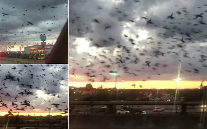 Aves invadem rodovia e assustam motoristas