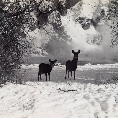 A mule deer doe and her fawn walk together in the snow