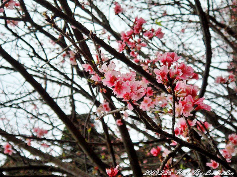 台北陽明山國家公園花季