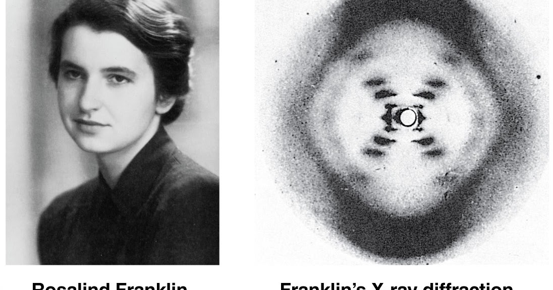 BioChronicle Remembering Rosalind Franklin BioChronicle Remembering Rosalind Franklin