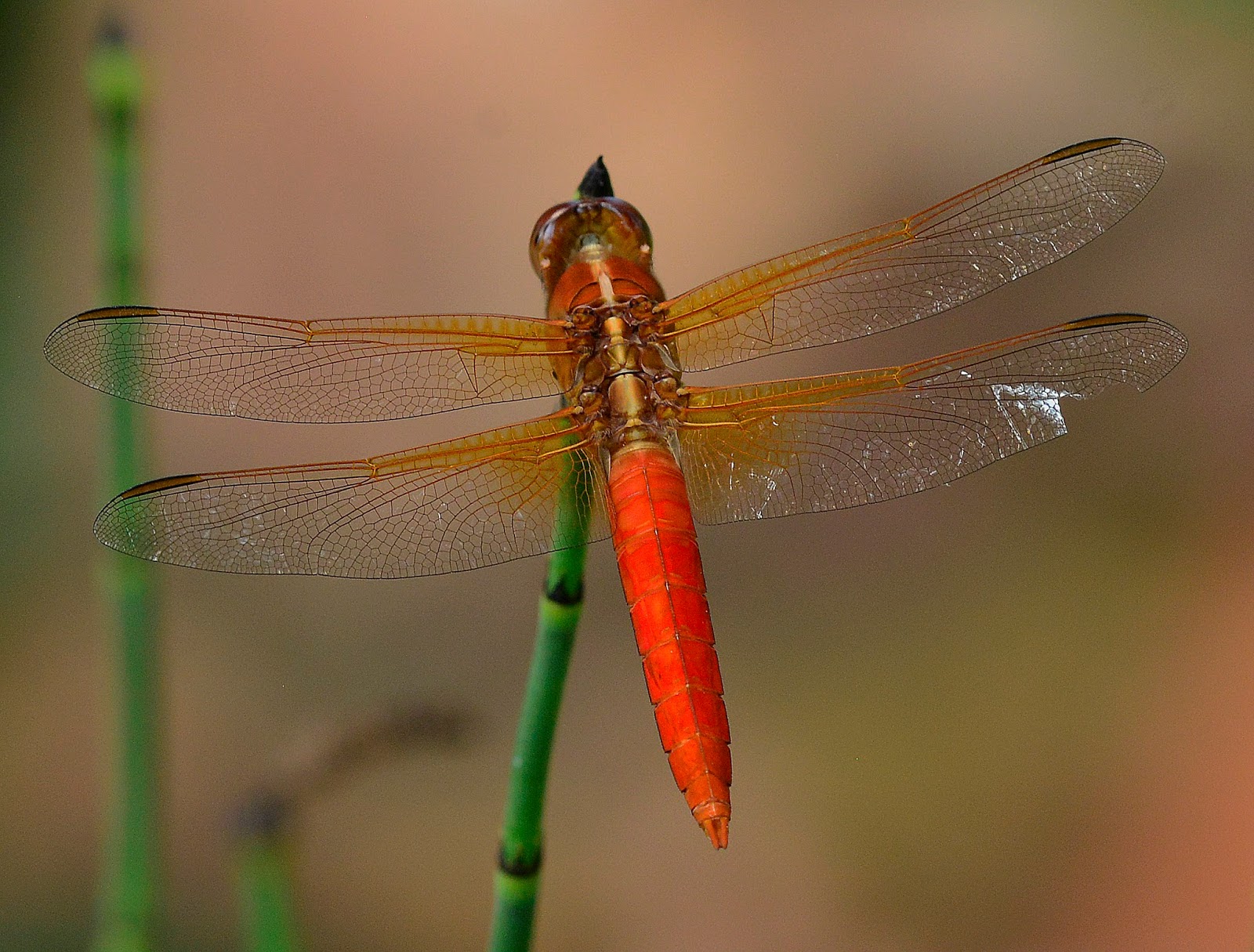 Ask A Master Gardener Dragonflies are Good InsectsThey Eat Mosquitos