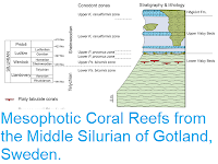 https://sciencythoughts.blogspot.com/2019/01/mesophotic-coral-reefs-from-middle.html