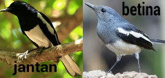 Ciri Burung Kacer Jantan Dengan Betina Anakan Dunia Hobi Burung