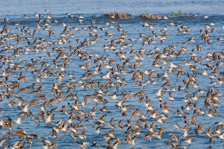 Image of Western Sandpipers at Panama Bay