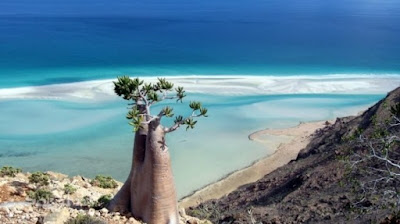 Keunikan dan Keanehan di Pulau Socotra