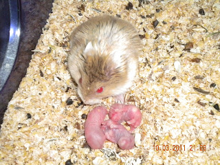 Just born hamster babies with their mom