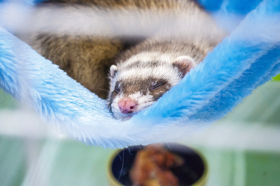 Animal Health Insurance for your pet Ferret Adoption