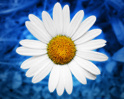 daisy desktop flowers backgrounds wallpapers energy daisies background flower computer liana conis wallpapersafari windows awesome