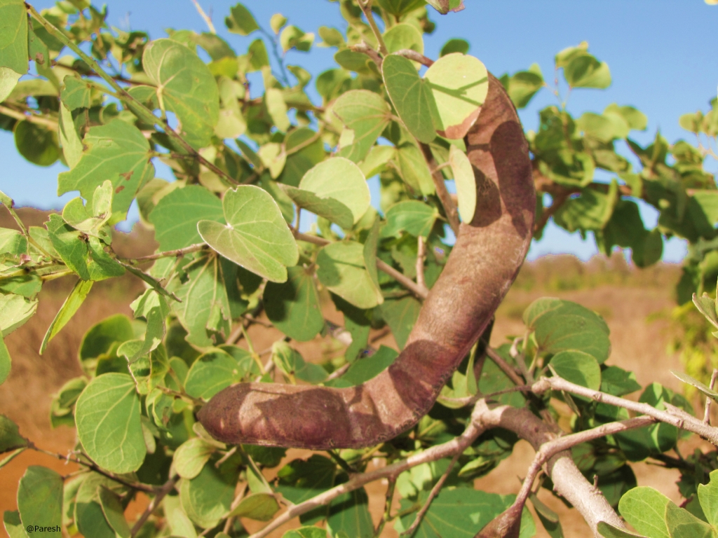 Gifting Trees... The Real Gold