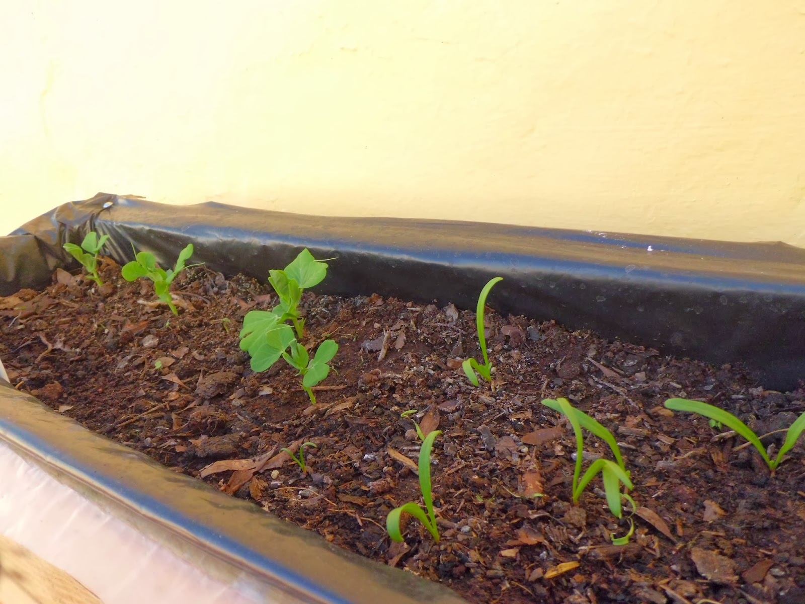 Tiesto urbano: El huerto...Sorpresa, sorpresa