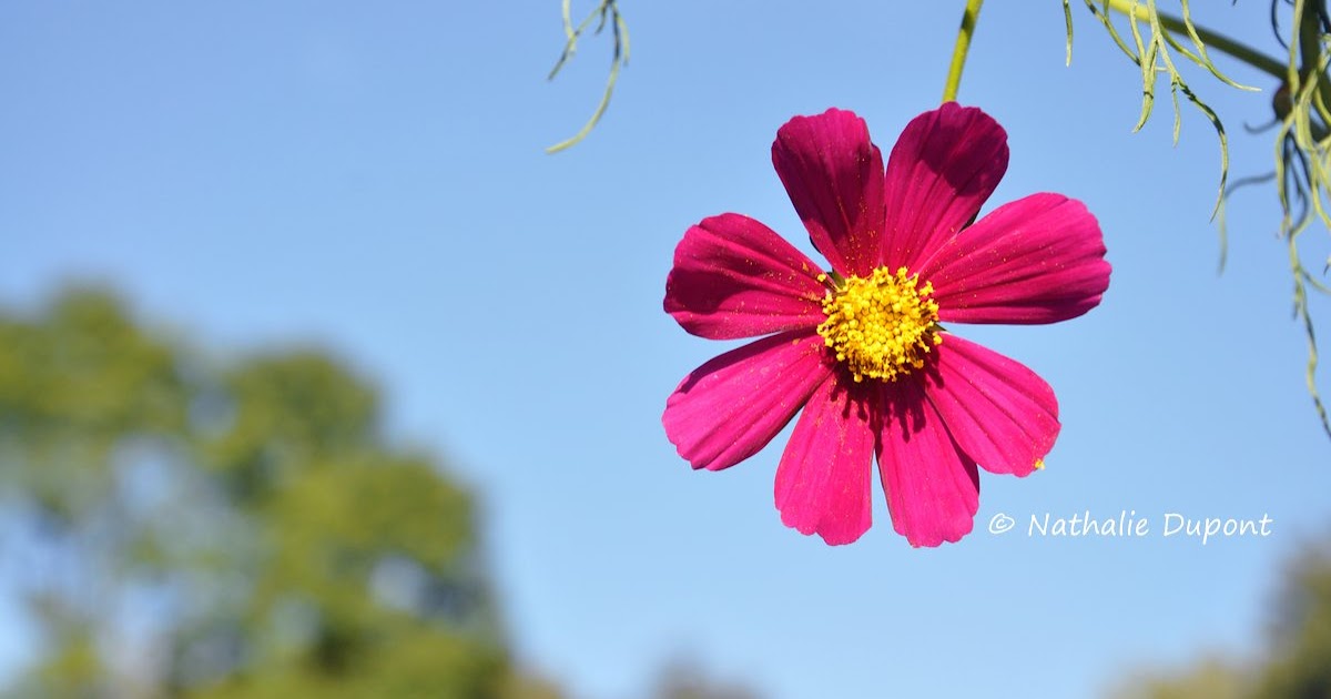 Au Fil De La Photo Comme Un Soleil