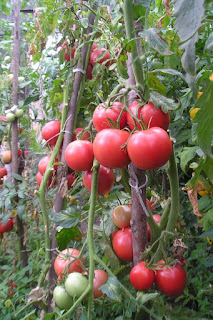 самые хорошие томаты для теплицы