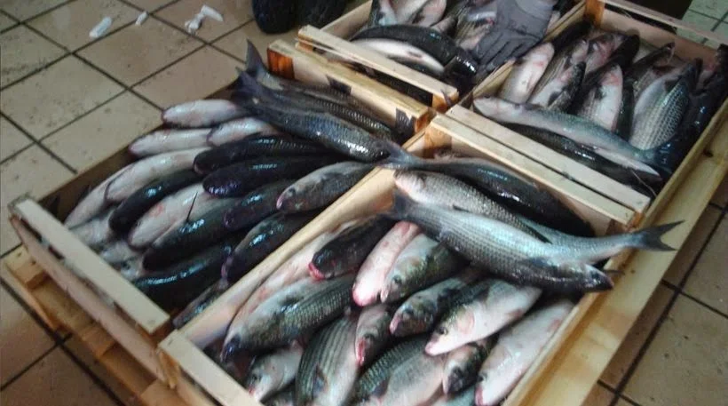 Αρτάκη: Χειροπέδες σε δύο Αιγύπτιους που πουλούσαν παράνομα ψάρια