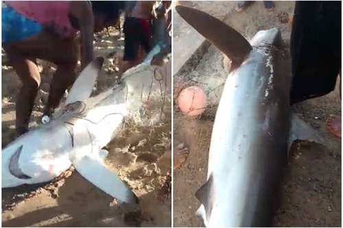 Tubarão é encontrado por pescadores na praia de Itapuã, em Salvador