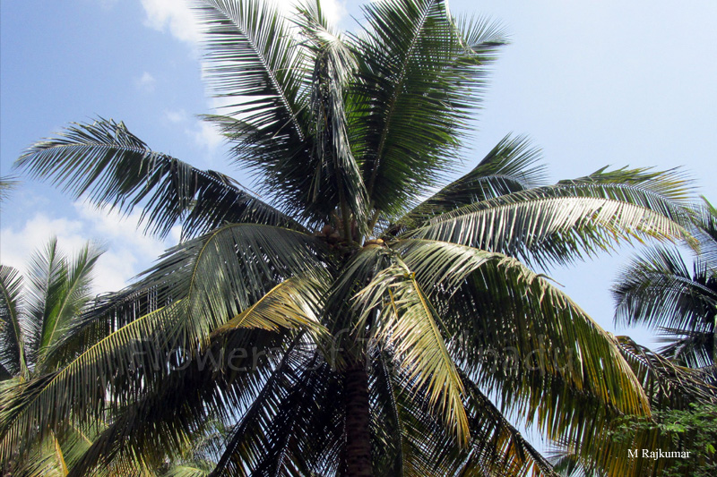 Cocos nucifera Coconut Tree Flowers of Tamilnadu
