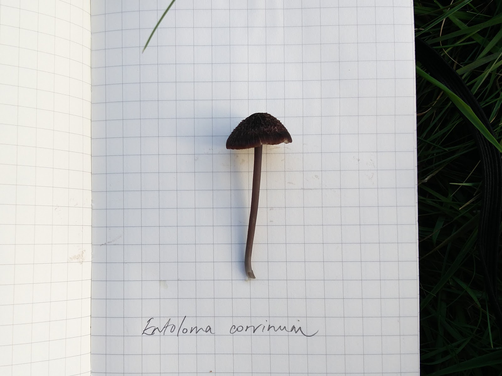 Misidentifying Fungi: An introduction to grassland fungi