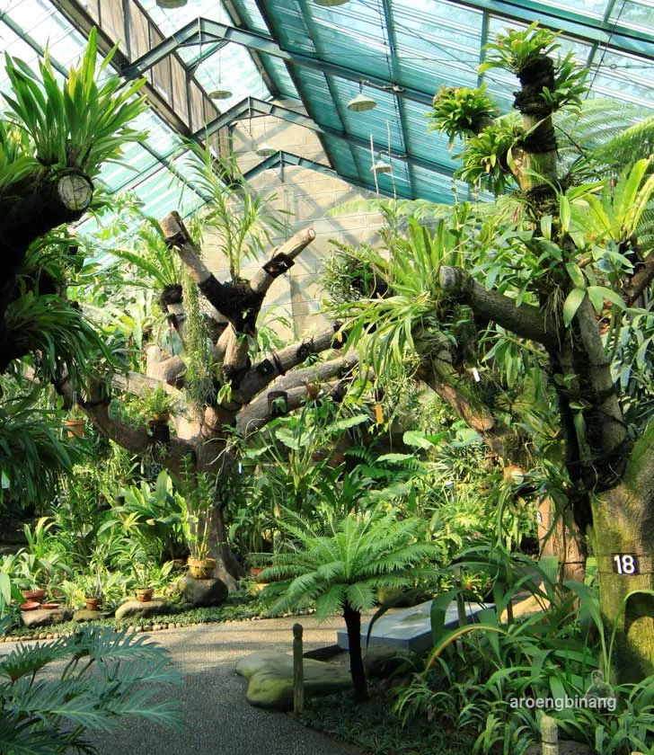 rumah anggrek kebun raya bogor