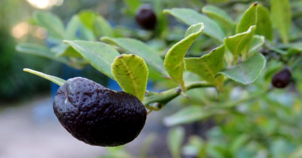 Bloody Australian citrus