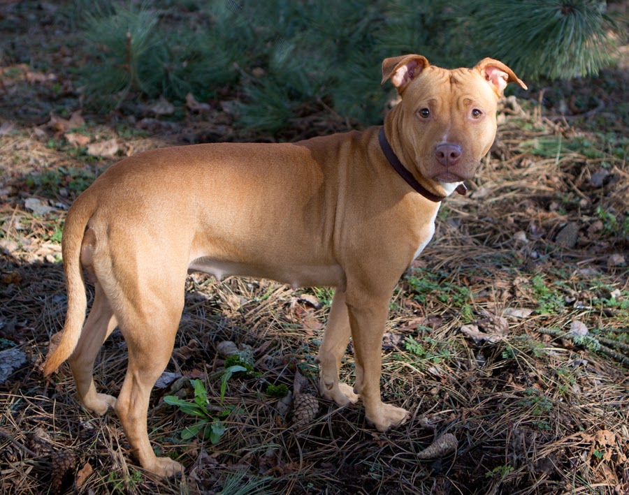 Shelter Dogs of Portland "BRANDI" petite darling tan Pitbull