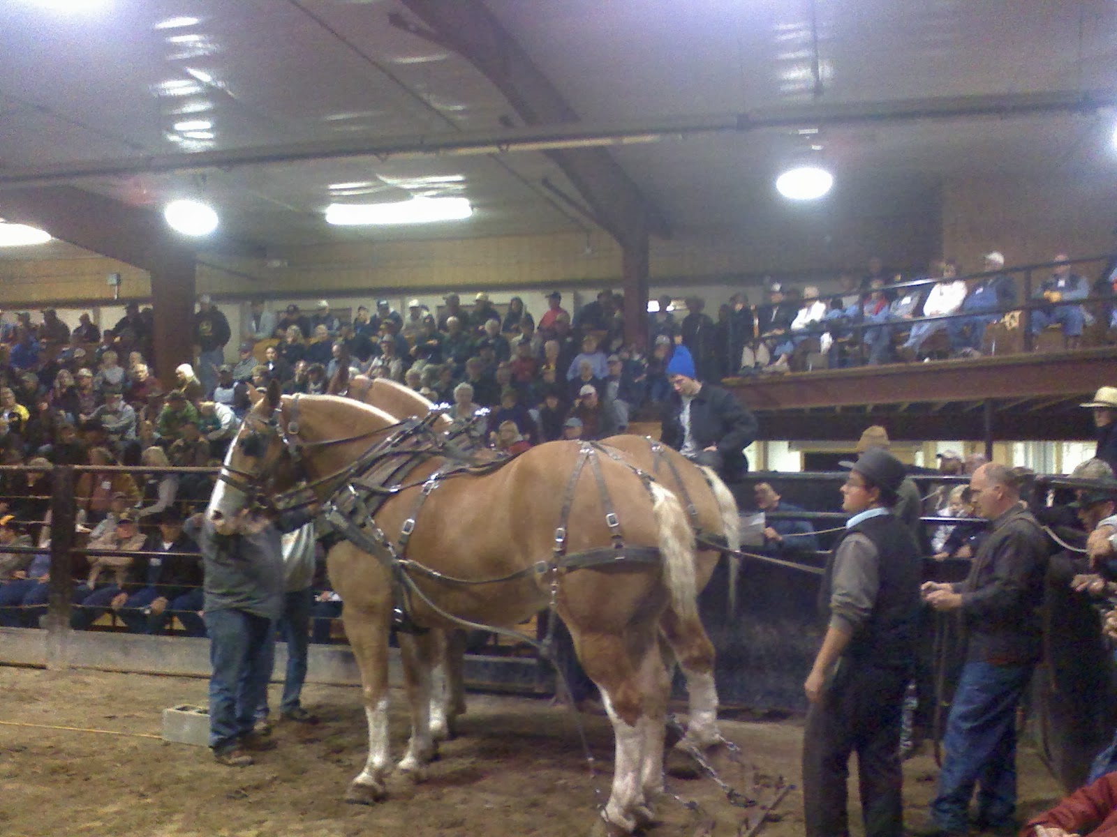 Amish Horses Horse Pull