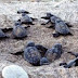 Θαλάσσιες χελώνες: περισσότερες φωλιές, αλλά καθυστερημένη ωοτοκία στη Ζάκυνθο