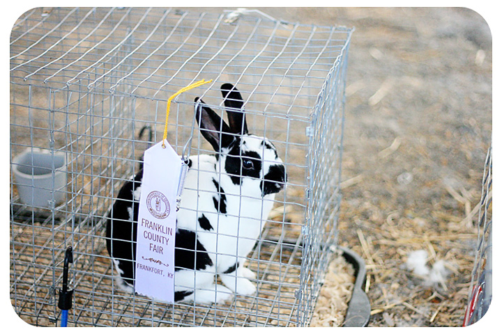 How To Build a Transport Cage for Show Rabbits | Bull Rock Barn and Home