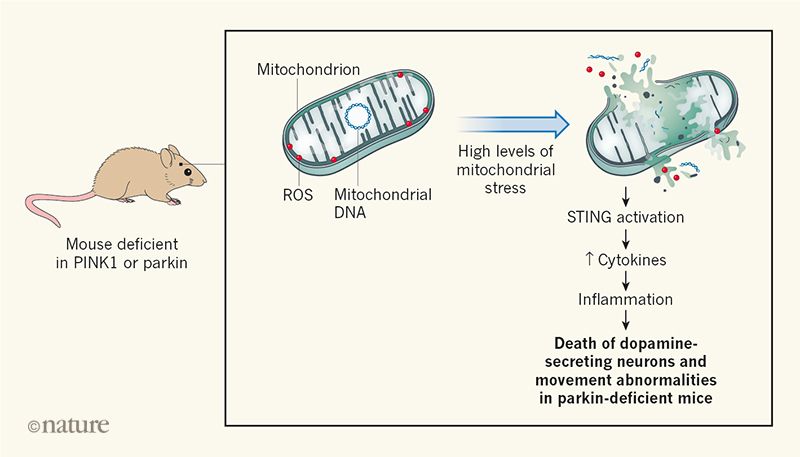 Those are mice. In on under where is. Those are mice. Parkin белок. Mitochondrial dna and proteins.