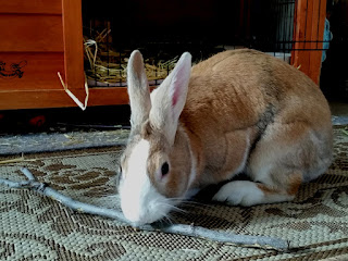 Max is on a floor mat in front of his indoor hutch, chewing on a stick.