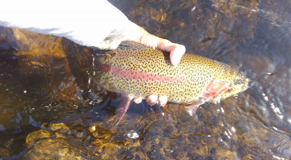 Nov. 2016 NH rainbow trout