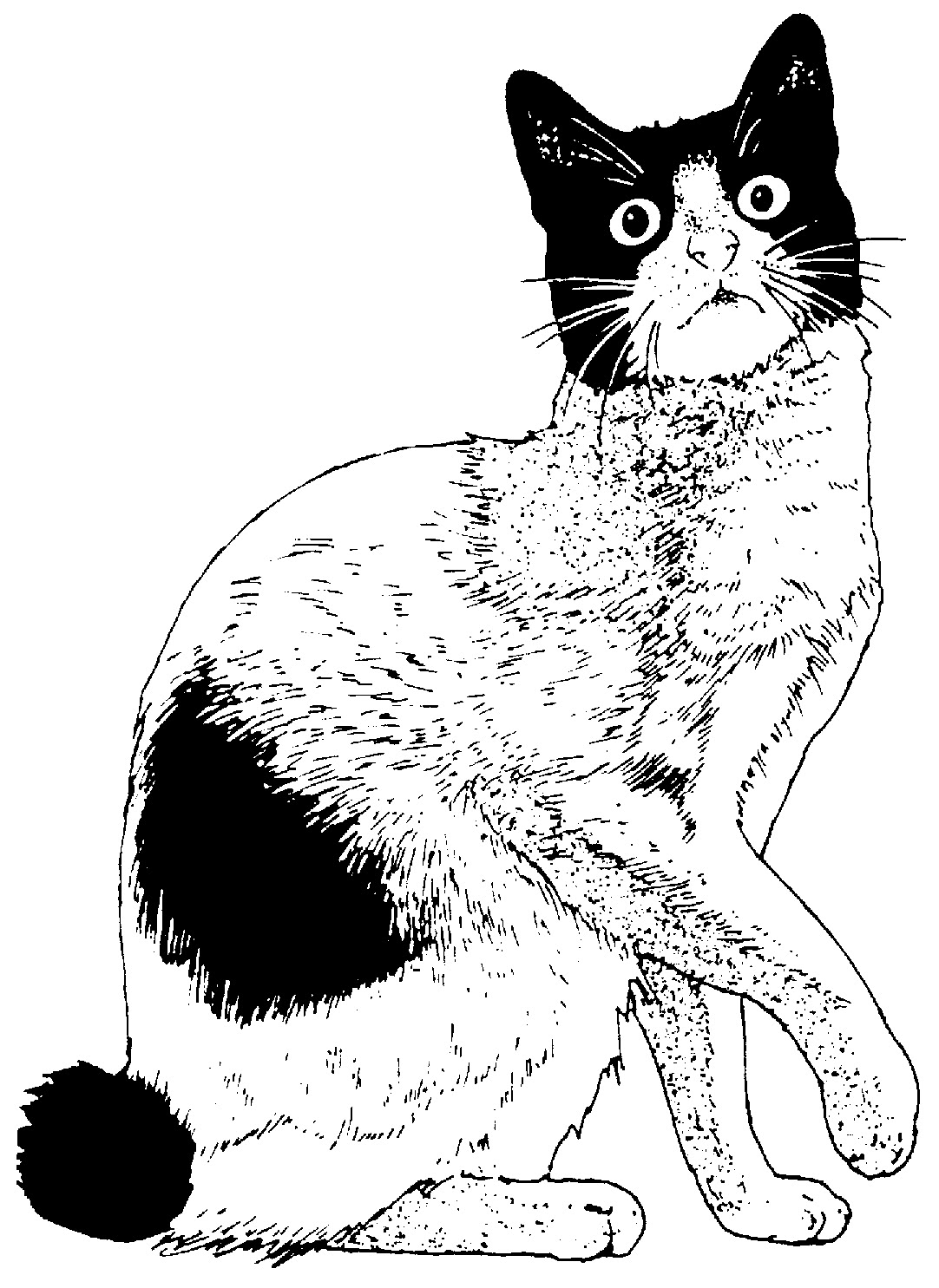 Sisters' Warehouse: Gatti in bianco e nero - Black and white Cats