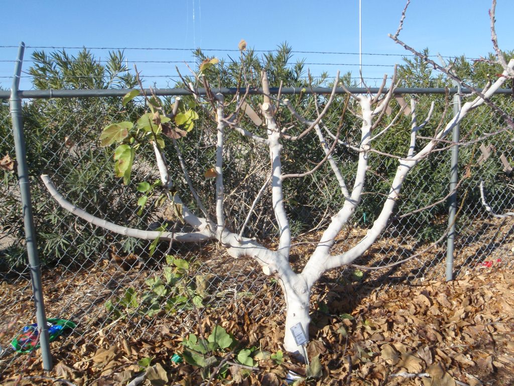 Xtremehorticulture of the Desert Figs Won't Make it Before it Freezes