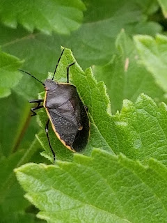 stink bug genus Chlorochroa