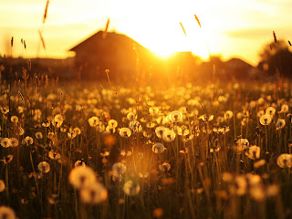 Dandelions Meadow Sunlights Behind Cottage Photography Wallpaper