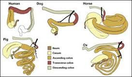 Anatomi dan Fisiologi Kolon pada Hewan