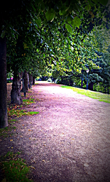 avenue of trees, park 