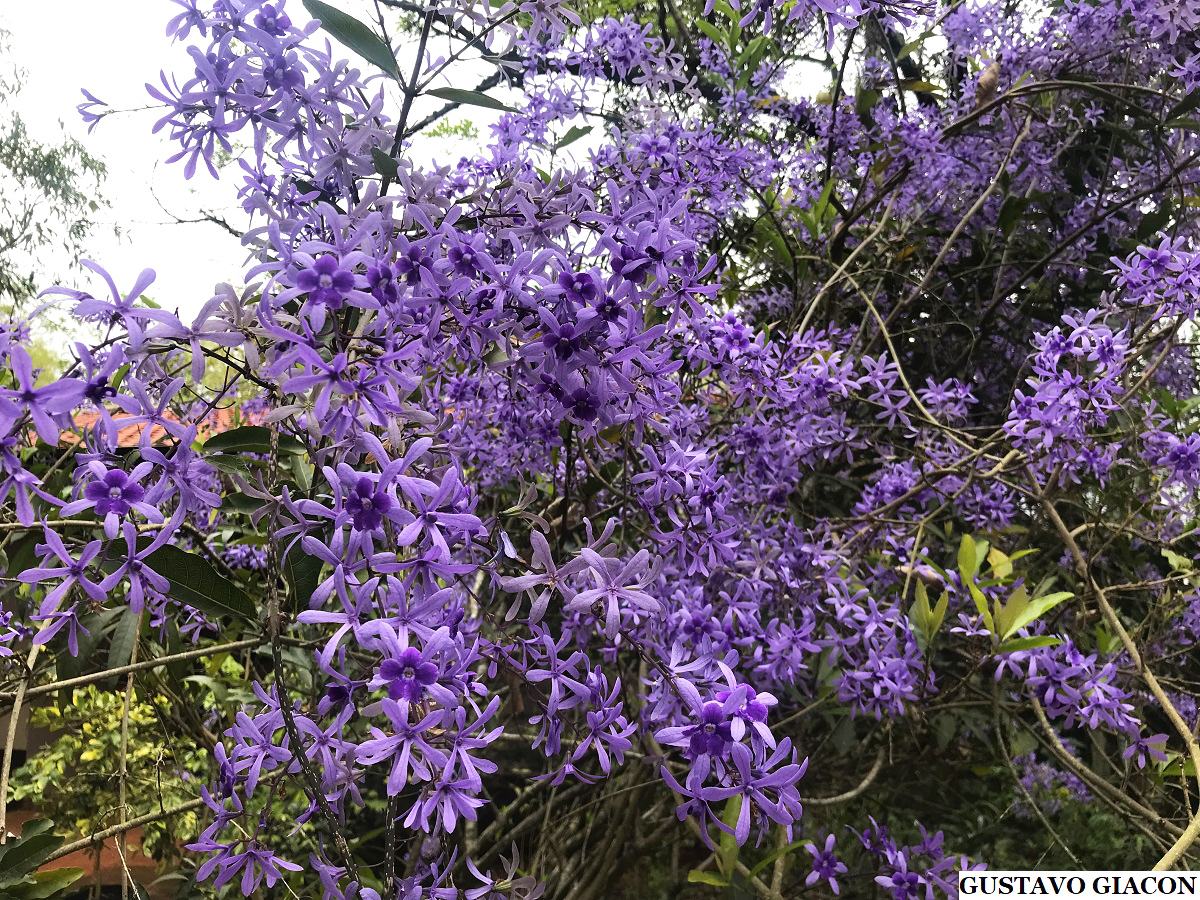 Viveiro Ciprest - Plantas Nativas e Exóticas: Petreia ou Flor de São Miguel  Azul ( Petrea (subserrata) volubilis )