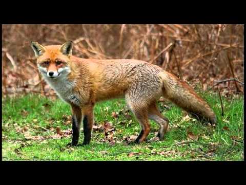 Rüyada Tilki Görmek - Rüya Tabirleri ve Yorumları