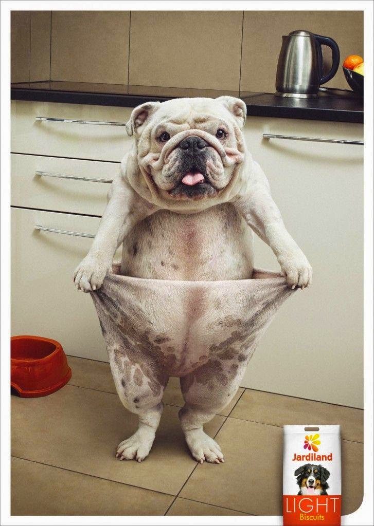 Funny Jardiland Light biscuits advert - weightloss dog joke picture