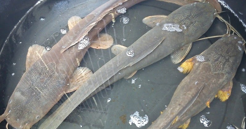 Cara Memelihara Ikan Lele yang Baik dan Benar