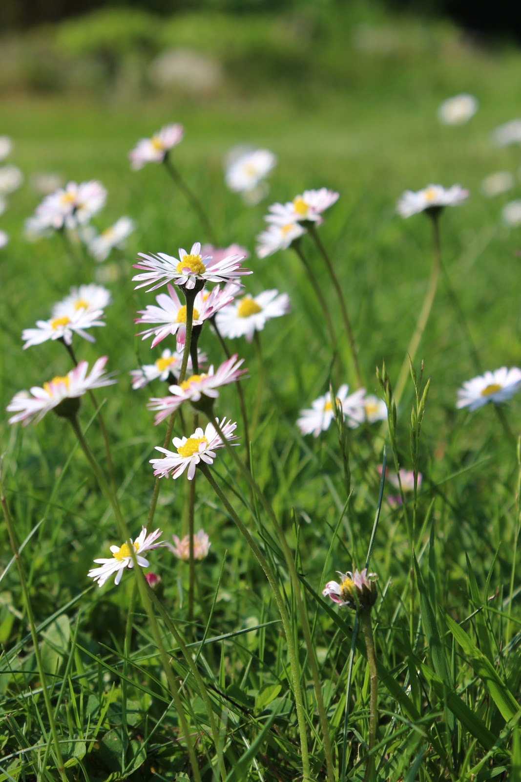 Eine Fahne für den Garten
