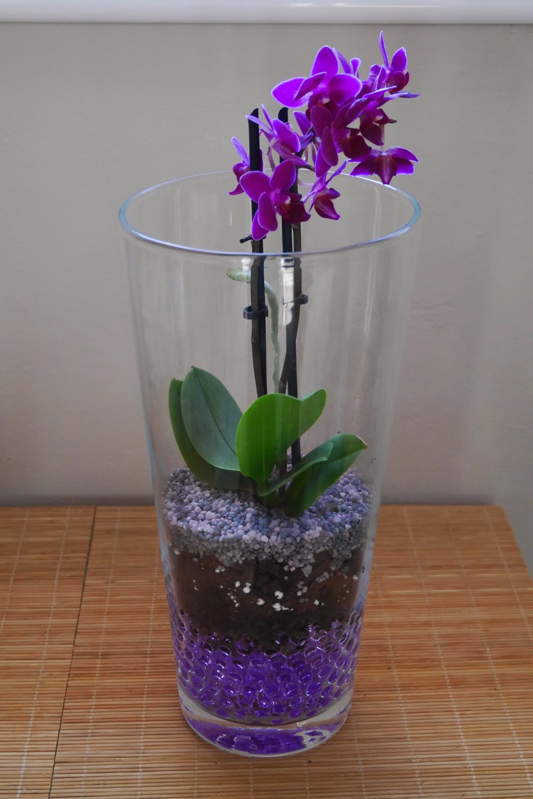 Mr WashiSan: Orquídea mariposa mini plantada en gel dentro de jarrón de  cristal