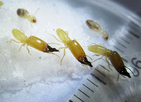 Soldiers and workers of Pericapritermes termite