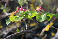 Red Windsor apple blossom